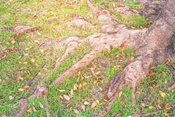 root of big tree and green grass, shallow dept of field