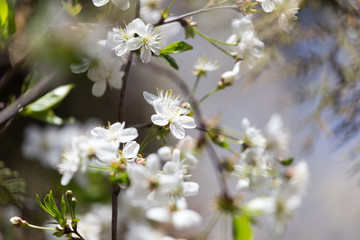 white flowers on the tree in nature