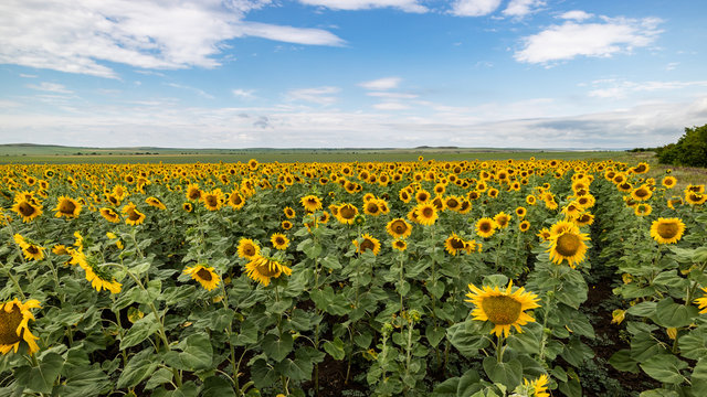 Sunflowers on the fiels