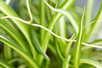 Obraz premium background of green grass plants