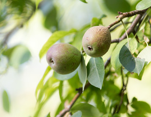 pear on a tree branch