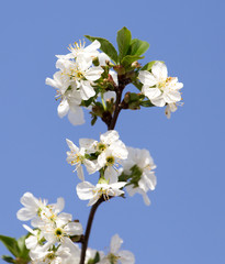 beautiful flowers on a tree