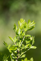 beautiful plant in nature