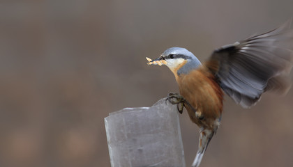 Nuthatch holding in its beak insects and starts the  flight