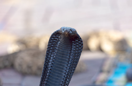 Beautiful Black Cobra, Cobra snake