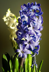 Beautiful white and purple hyacinth