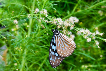 butterflies gatering for flower nectar