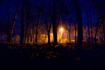 light in night forest