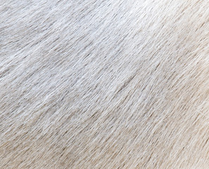 background of sheep skins