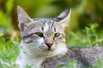 cat in the grass on the nature