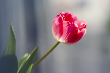 Beautiful pink tulip