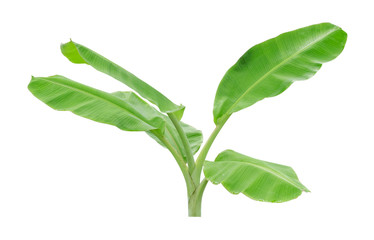 Banana trees isolated on white background. File contains a clipping path