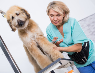 woman hairdresser cuts Afghan puppy Shepherd in beauty salon for animals