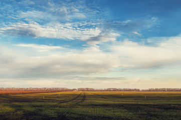 Beautiful landscape. Sky and grass.