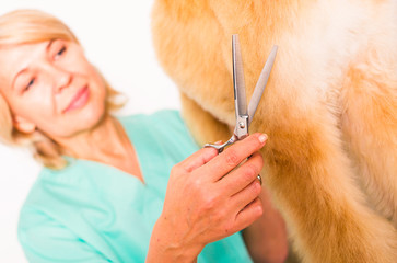 woman hairdresser cuts Afghan puppy Shepherd in beauty salon for animals
