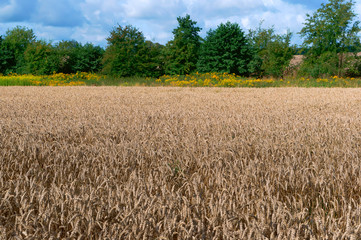 Wheat field. Spikes on farmland. Cultivation of cereals.