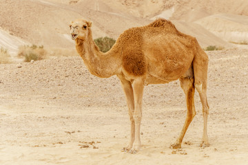 Camel walking through wild desert dune. Safari travel to sunny dry wildernes