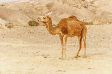 Camel walking through wild desert dune. Safari travel to sunny dry wildernes
