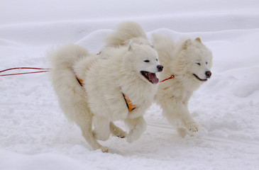 schlittenhunde