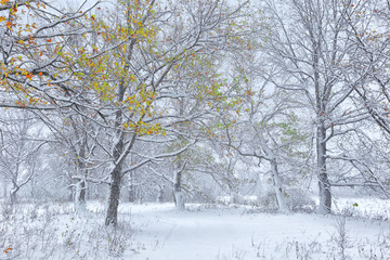 Fototapeta na wymiar snowfall in the oak grove