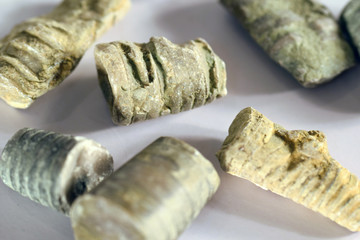 Crinoid stems, fossils