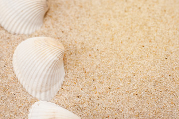 White seashells on a sand, macro shot