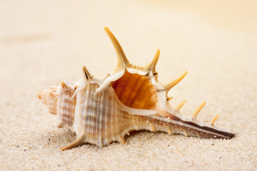 Fototapeta na wymiar Empty seashell in the sand on a beach, macro shot