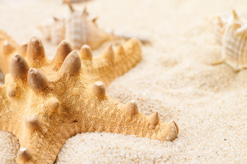 Fototapeta na wymiar Big starfish on a sand, macro shot