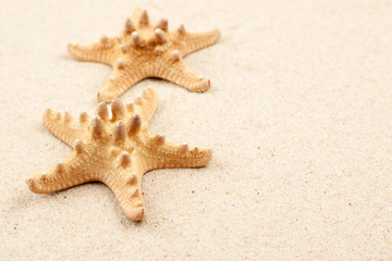 Two starfishes on a beach sand, copy space