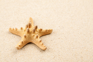 Fototapeta na wymiar Big starfish on a sand, macro shot, top view, text space