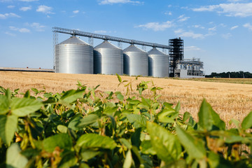 four silver silos in a wheat field