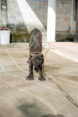 Dog American Pit Bull Terrier, dog barks, fierce, best friend