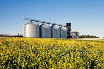 four silver silos in a wheat field © Mykola