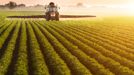 Obraz premium Tractor spraying pesticides on soybean field with sprayer at spring