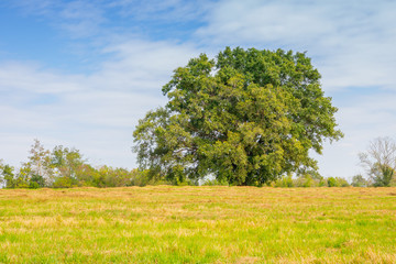 Fototapeta premium The green tree is in the middle of a green lawn with a sky and nature background.