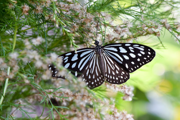 butterflies gatering for flower nectar