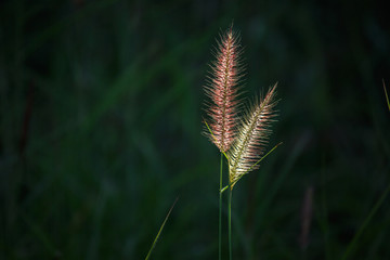  grass flower blowing in the wind, red reed sway in the wind with blue sky, silhouette