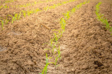 young green corn field in agricultural garden and light shines sunset