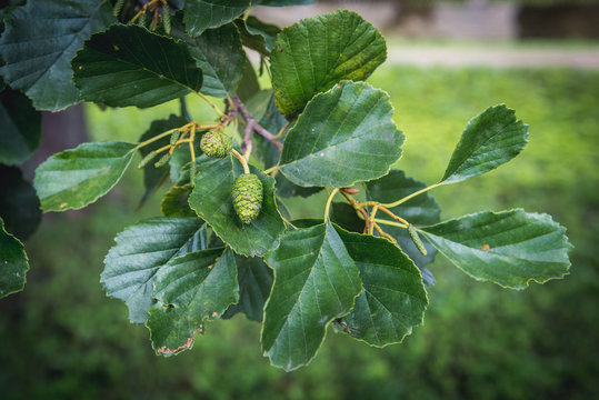 Alder tree branch with leaves and small cones