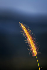  grass flower blowing in the wind, red reed sway in the wind with blue sky, silhouette
