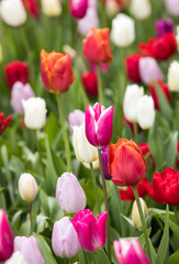colorful tulips flowers blooming in a garden