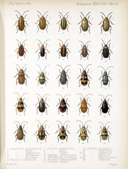 Illustration of beetles