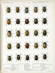 Illustration of beetles