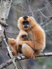 yellow cheeked gibbon