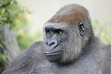 Female gorilla portrait