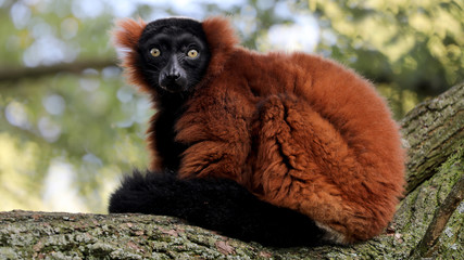 Fototapeta premium Red-ruffed lemur