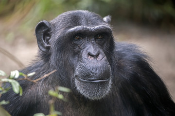 Male Chimpanzee Portrait