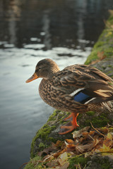 German duck with water and foliage
