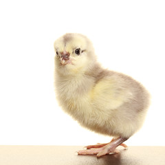 one fluffy chicken
