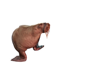 sea lion male isolated on white background, adult alpha animals.